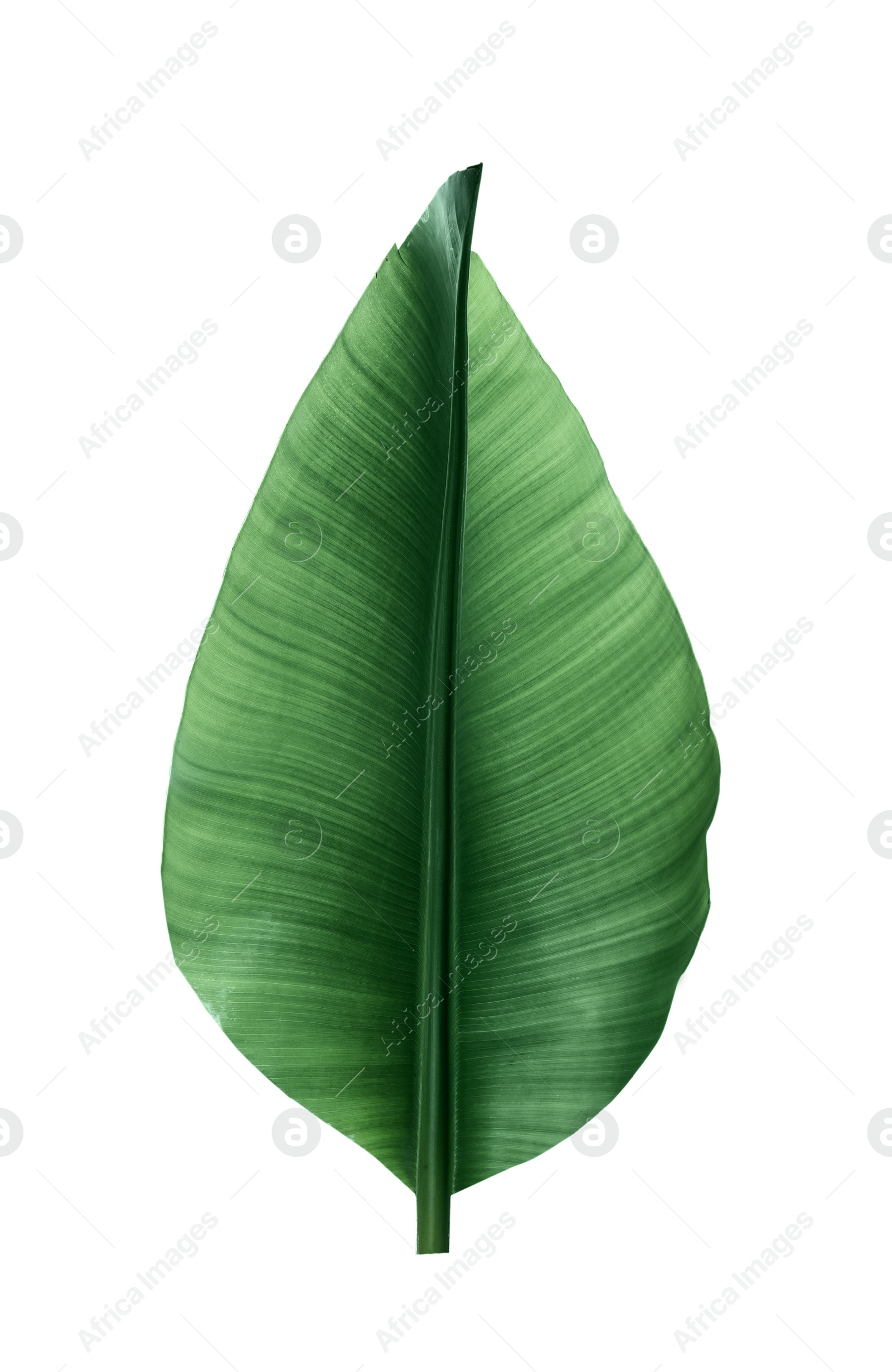 Photo of Fresh green banana leaf on white background. Tropical foliage