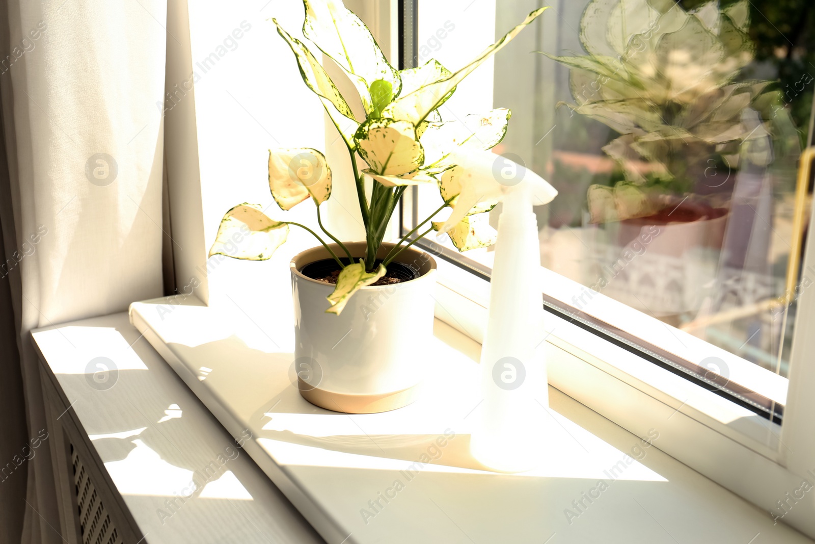 Photo of Exotic houseplant with beautiful leaves and sprayer on window sill at home