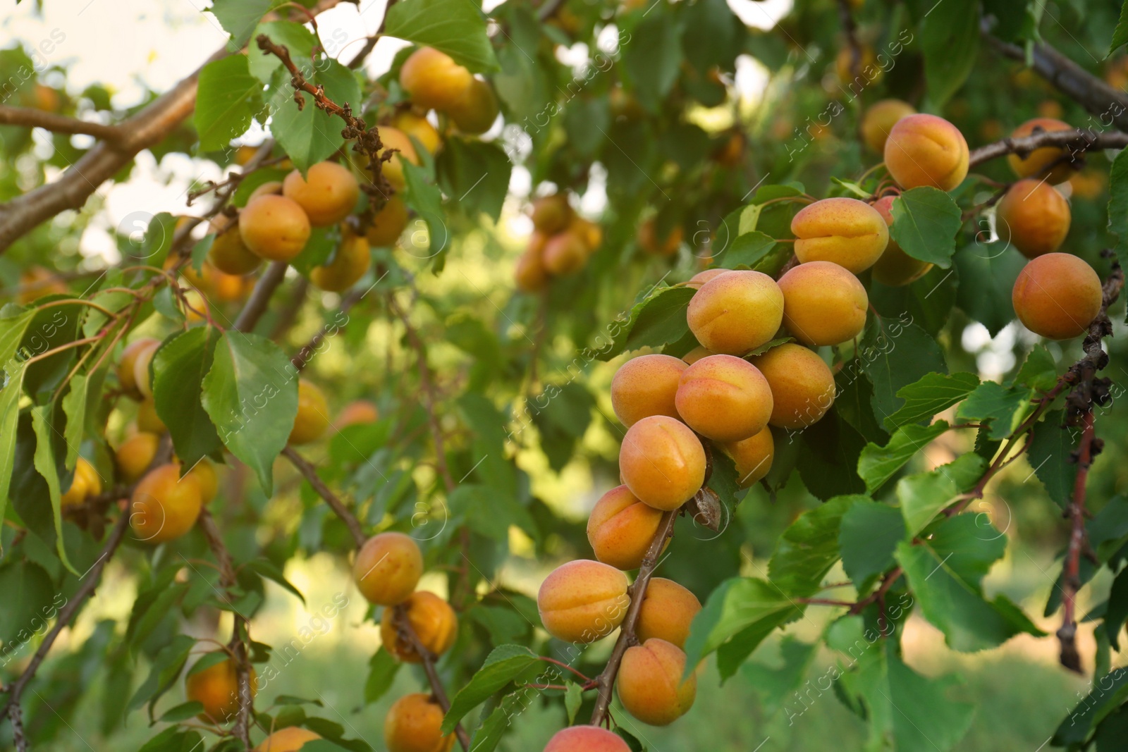 Photo of Tree branches with sweet ripe apricots outdoors