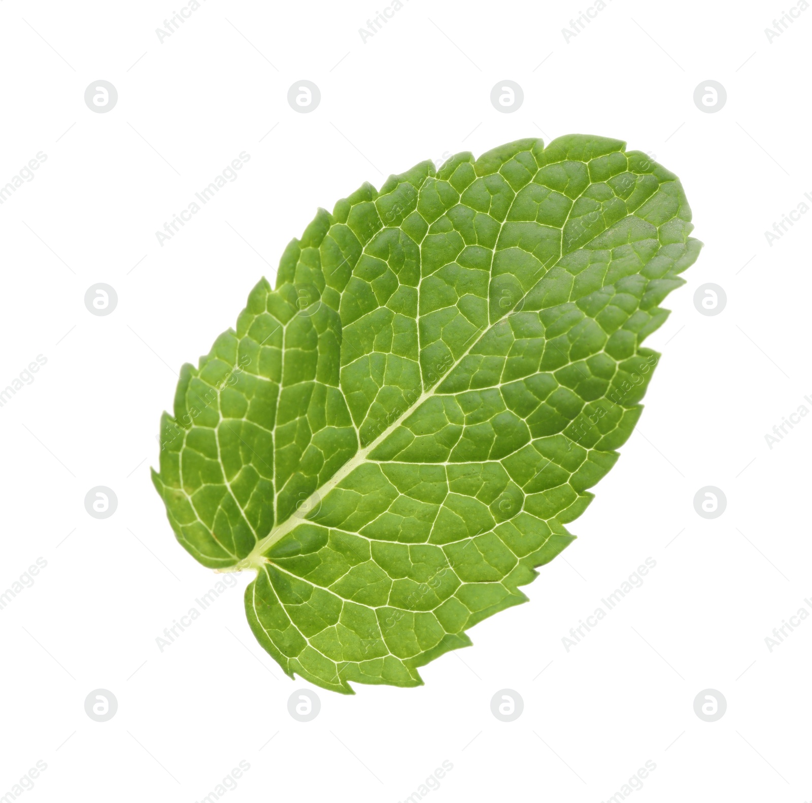 Photo of Fresh green mint leaf isolated on white