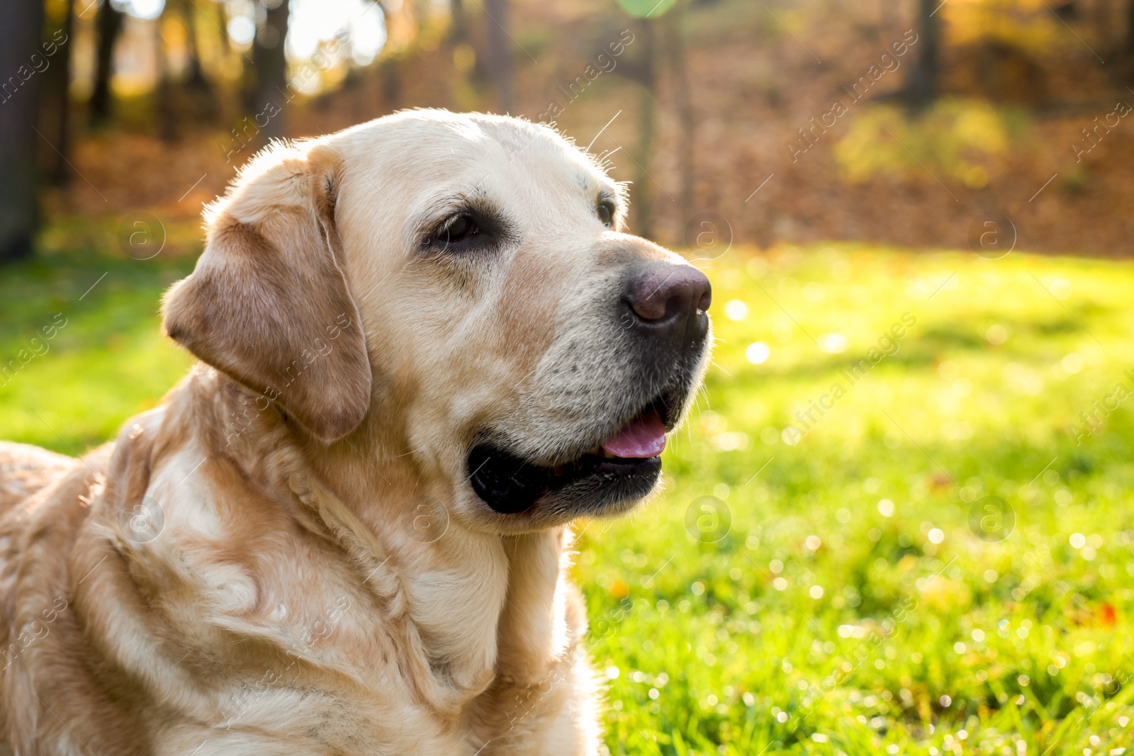 Photo of Cute Labrador Retriever dog in sunny autumn park, closeup. Space for text