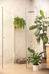 Beautiful green plants in elegant modern bathroom. Interior design