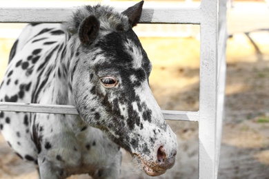 Photo of Dapple grey miniature horse at fence outdoors