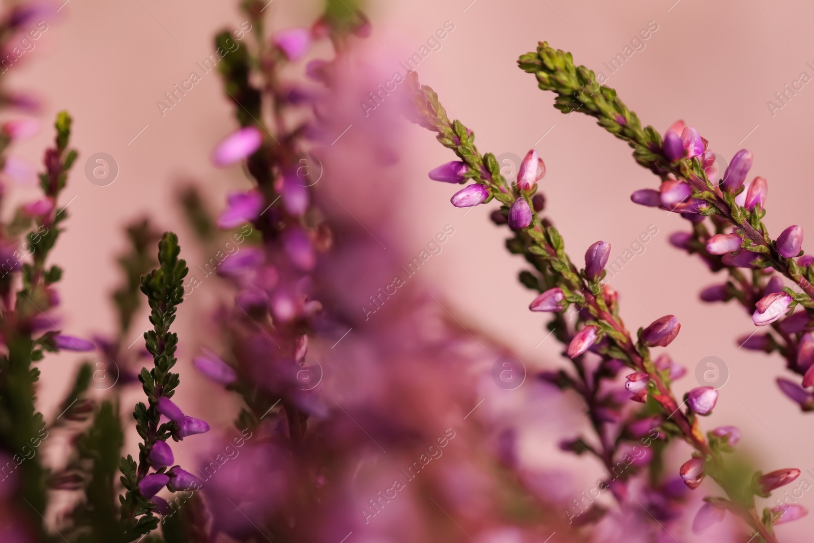 Photo of Heather shrub twigs with beautiful flowers on light background, closeup