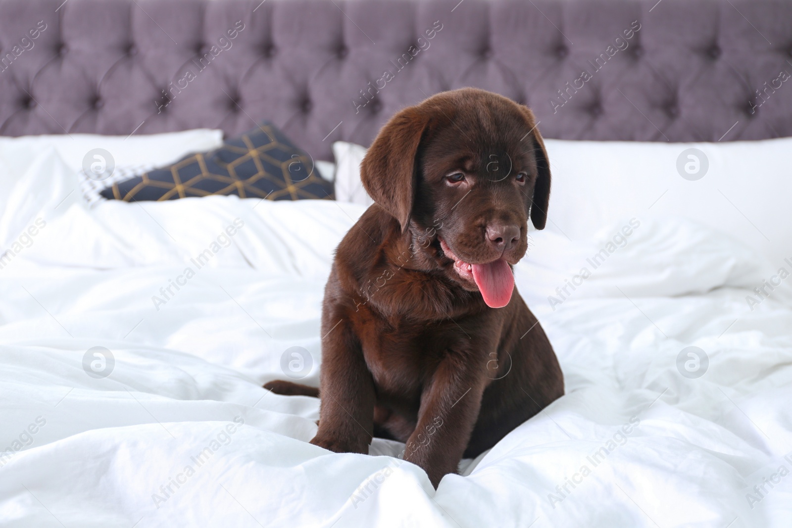 Photo of Cute Labrador retriever puppy on bed at home. Friendly dog