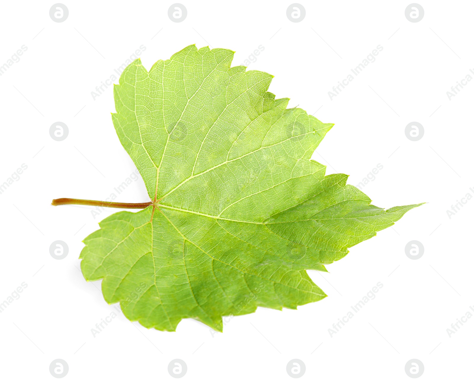 Photo of Fresh green grape leaf on white background