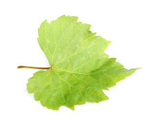 Photo of Fresh green grape leaf on white background