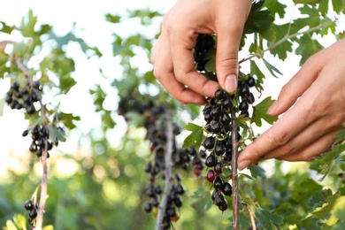 Photo of Woman picking black currant berries outdoors, closeup