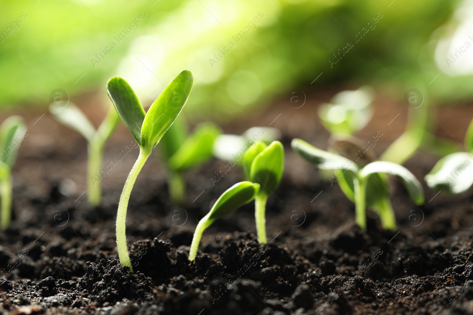 Photo of Young vegetable seedlings growing in soil outdoors, space for text
