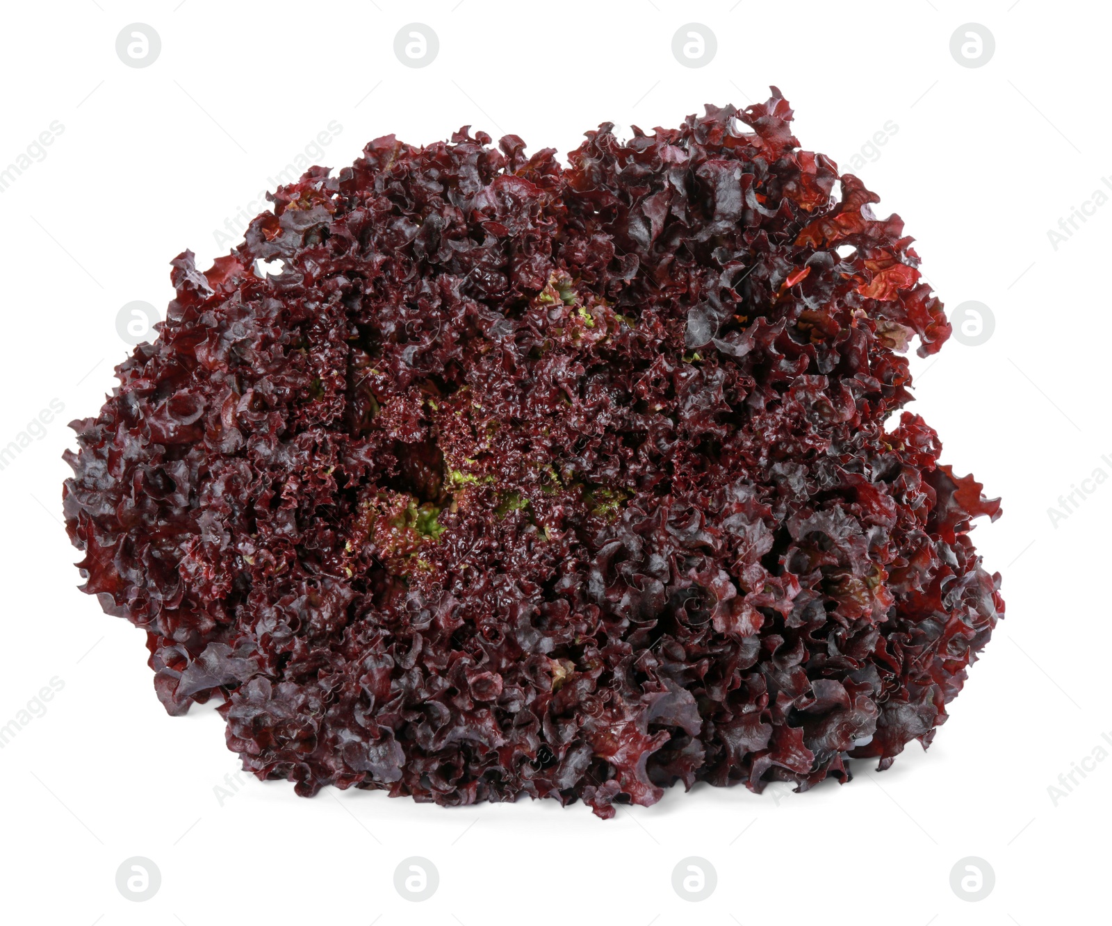 Photo of Head of fresh red coral lettuce isolated on white