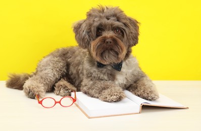 Photo of Cute Maltipoo dog with book and glasses on white table against yellow background. Lovely pet