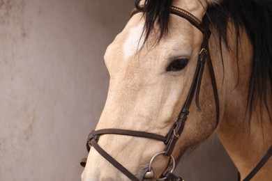 Photo of Lovely domesticated pet. Adorable horse with bridles in stable, closeup. Space for text