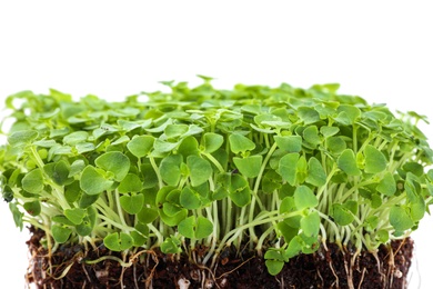 Fresh organic microgreen seeds on white background, closeup