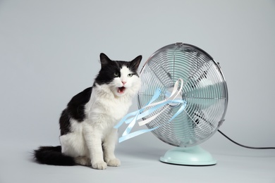 Cute fluffy cat enjoying air flow from fan on grey background. Summer heat
