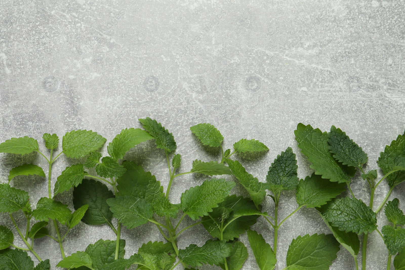 Photo of Fresh green lemon balm leaves on light grey table, flat lay. Space for text