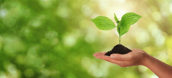 Image of Closeup view of woman holding small plant in soil on blurred background, banner design with space for text. Ecology protection