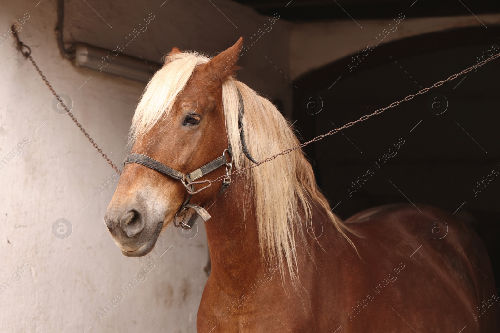 Photo of Adorable horse with bridles in stable. Lovely domesticated pet