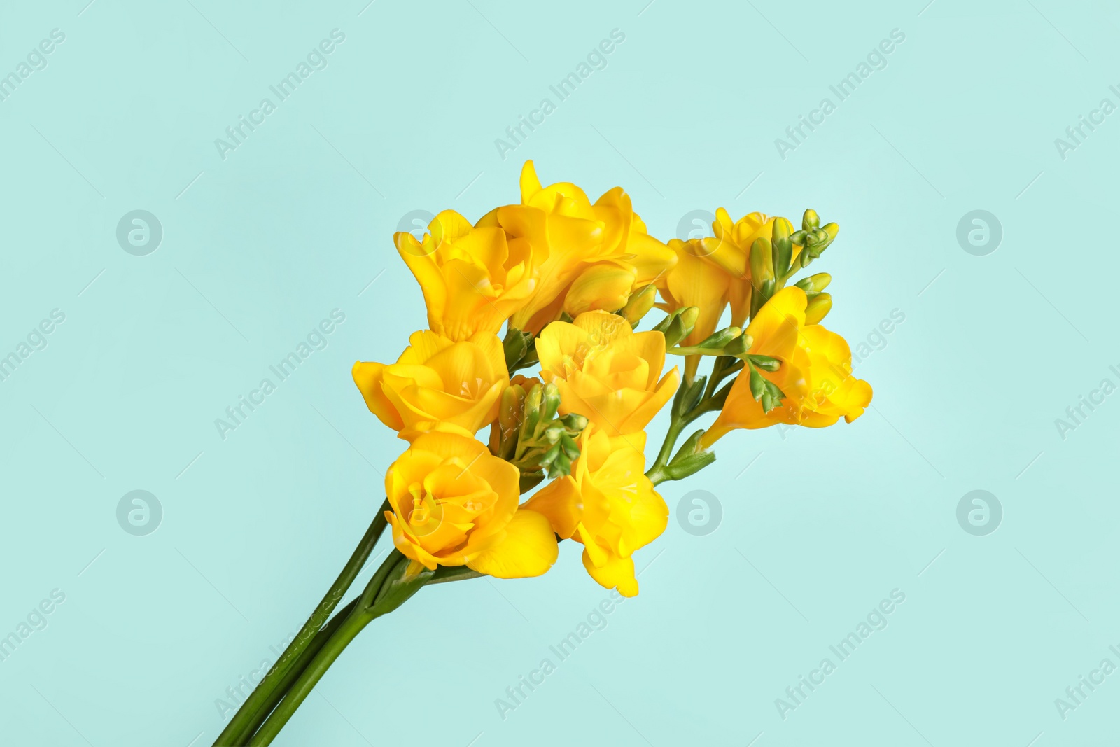 Photo of Beautiful blooming yellow freesias on light blue background