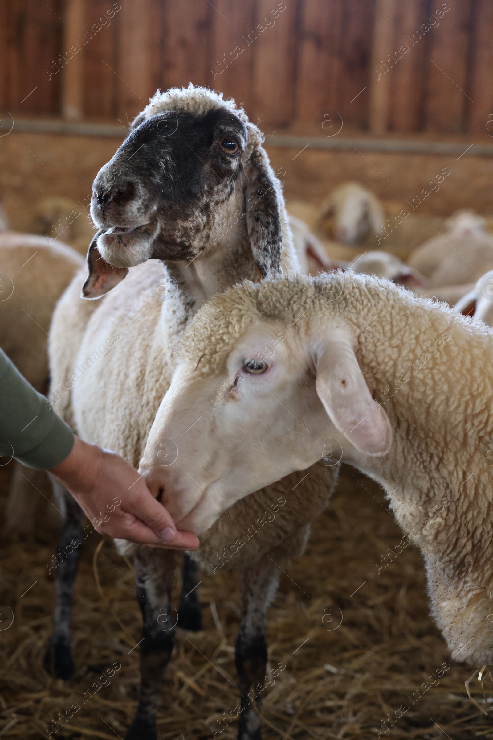 Photo of Man feeding sheep on farm, closeup. Cute animals