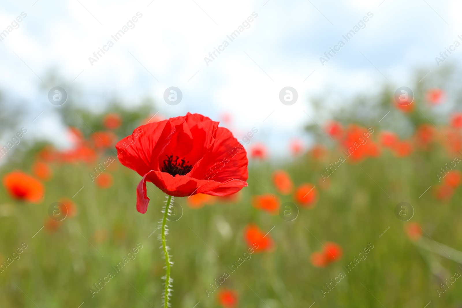 Photo of Beautiful red poppy flower growing in field, closeup. Space for text