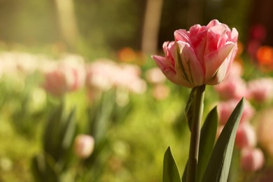 Beautiful pink tulips growing outdoors on sunny day, closeup. Space for text