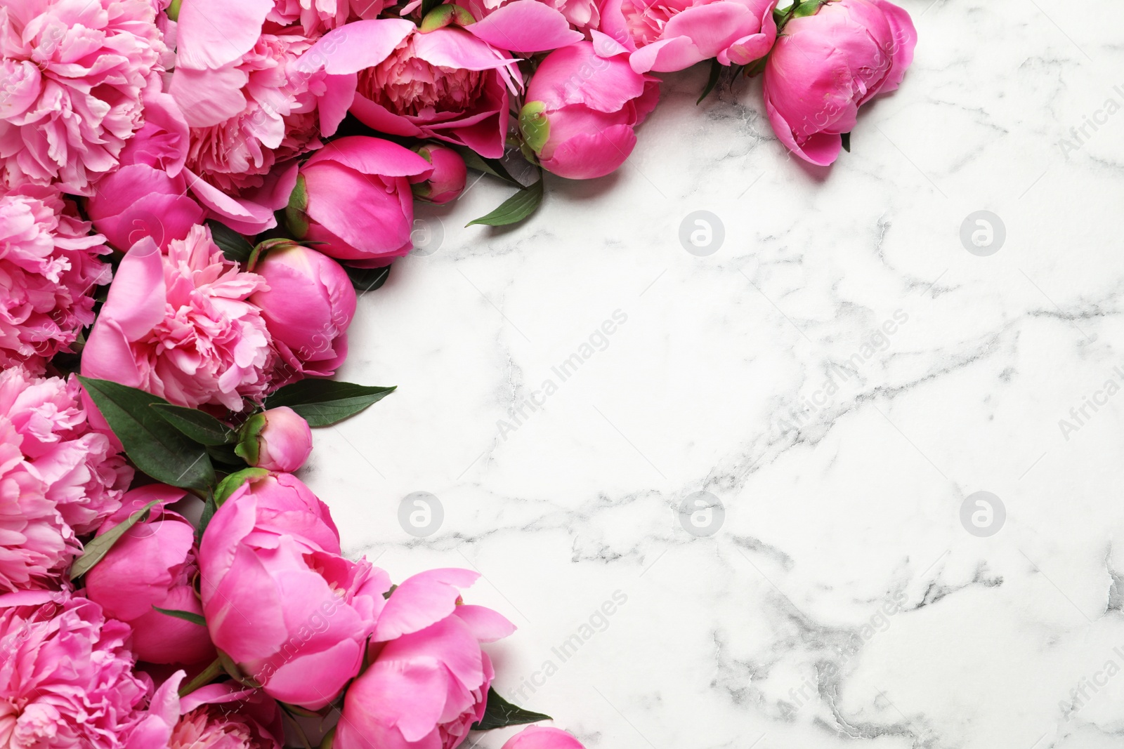 Photo of Fragrant peonies on marble background, flat lay with space for text. Beautiful spring flowers