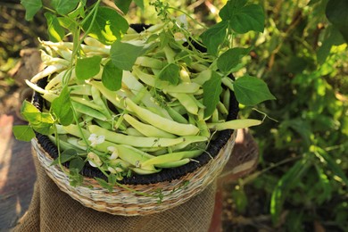Photo of Wicker basket with fresh green beans on stool in garden