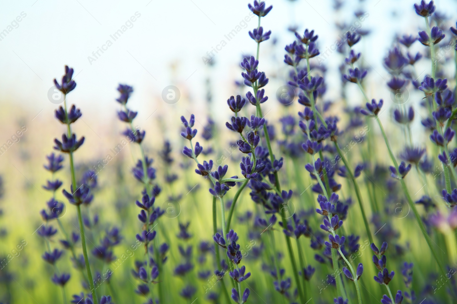 Photo of Beautiful blooming lavender growing in field, closeup