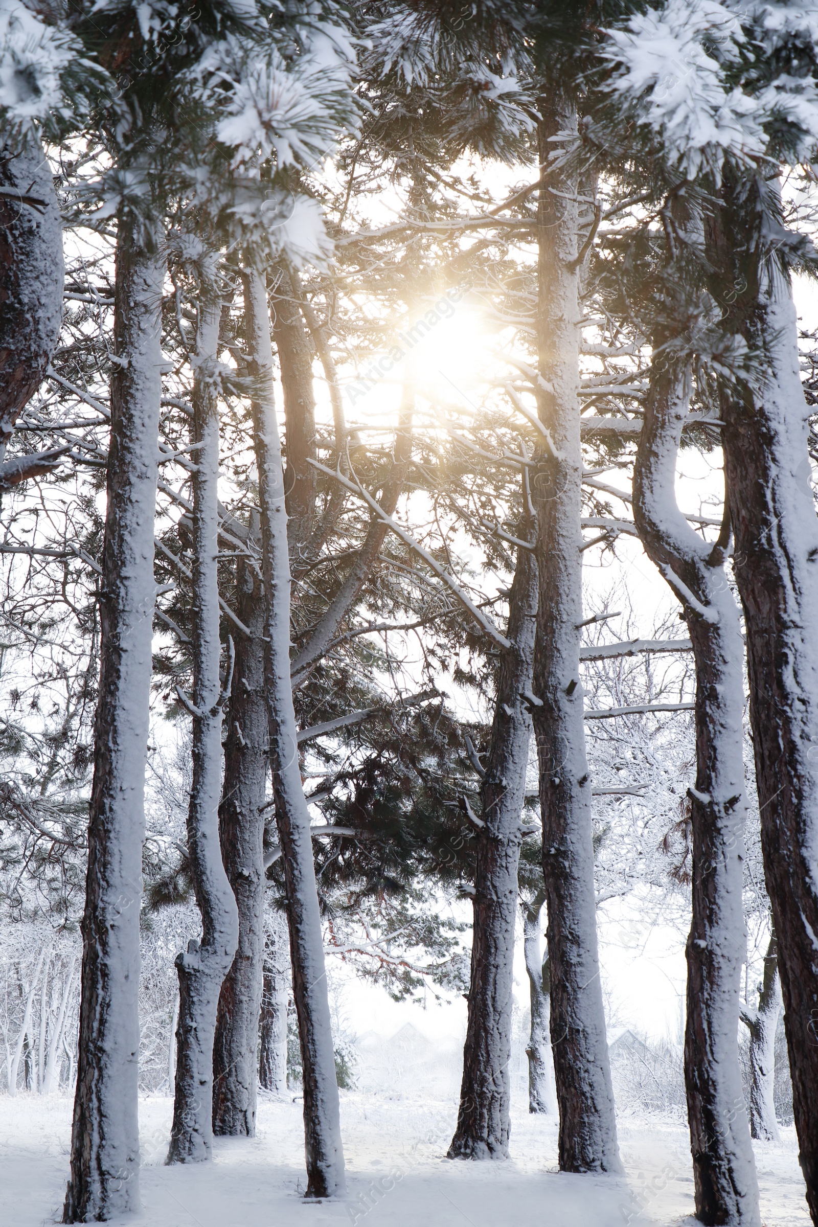 Photo of Picturesque view of beautiful forest covered with snow