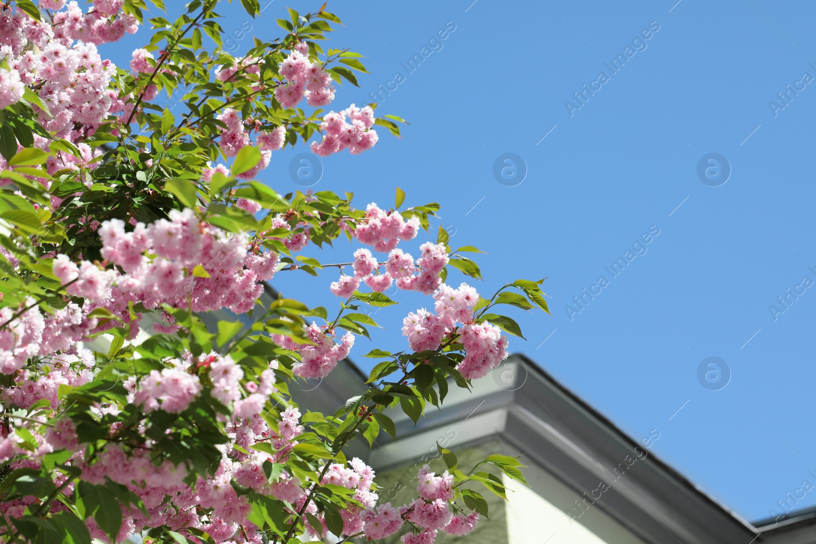 Photo of Beautiful sakura tree with pink flowers near building outdoors