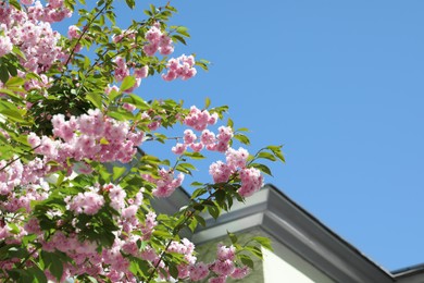 Photo of Beautiful sakura tree with pink flowers near building outdoors