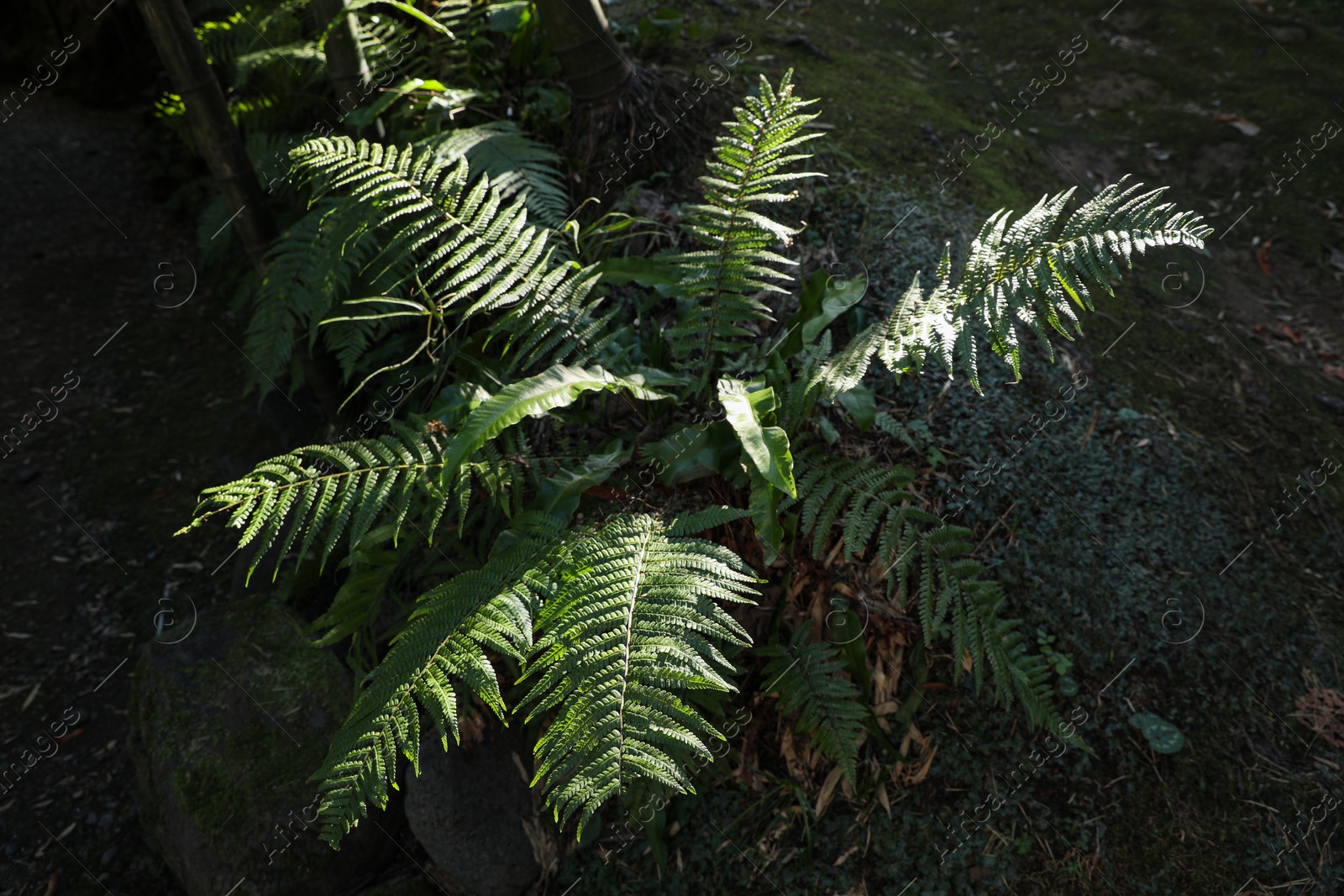 Photo of Green beautiful fern on sunny day in forest