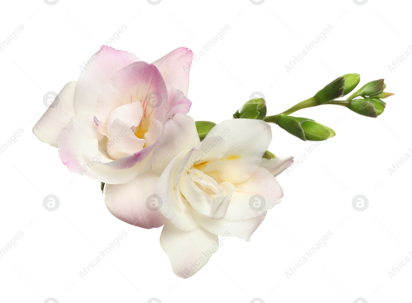 Photo of Beautiful bright freesia flowers on white background