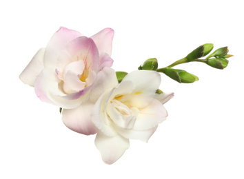 Photo of Beautiful bright freesia flowers on white background