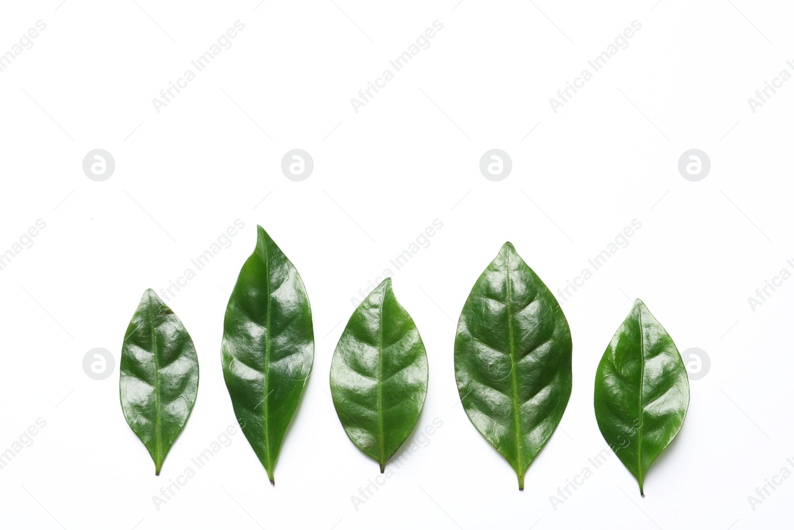 Photo of Fresh green coffee leaves on white background, top view