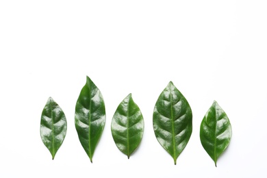 Photo of Fresh green coffee leaves on white background, top view