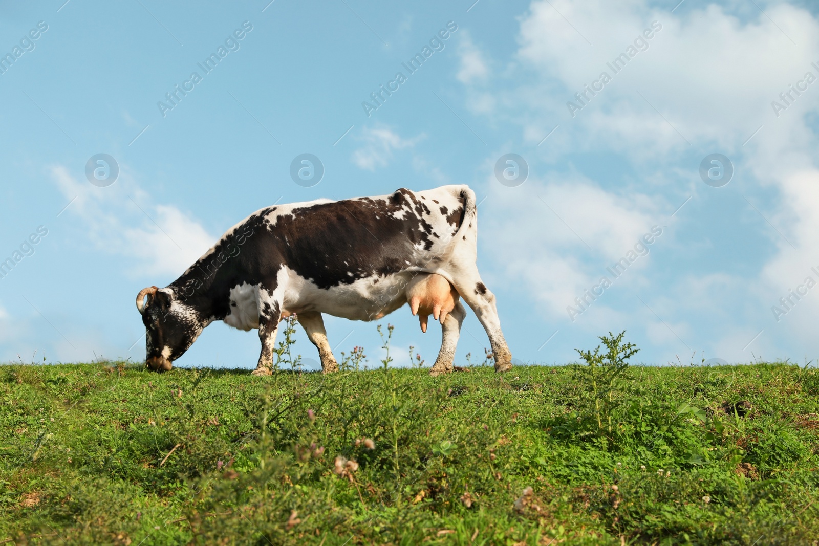 Photo of Spotted cow grazing on green pasture in summer