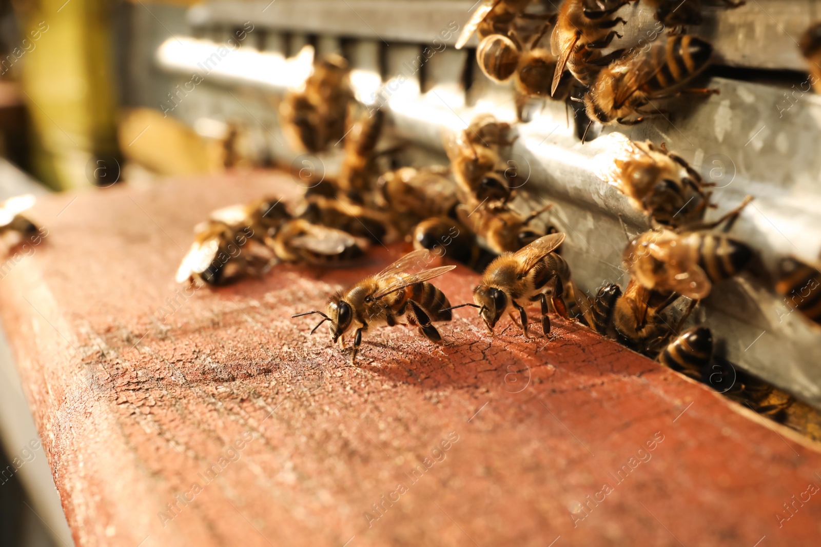 Photo of Closeup view of wooden hive with honey bees on sunny day