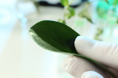 Photo of Lab assistant holding green leaf on blurred background, closeup. Plant chemistry