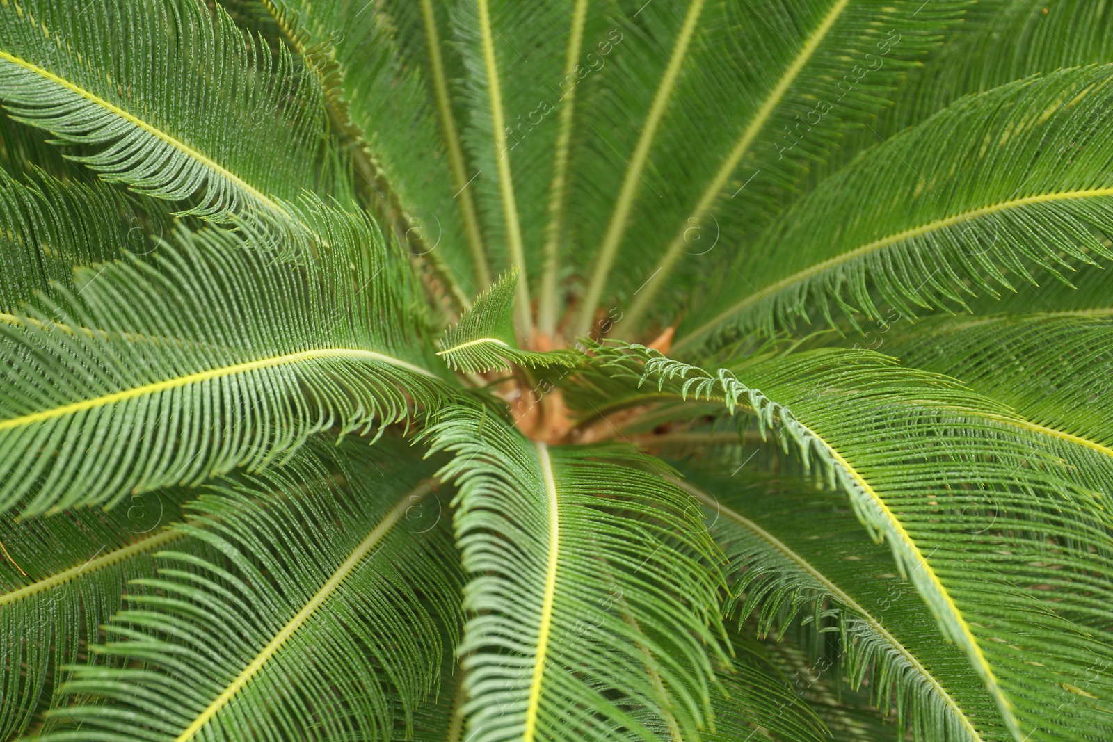 Photo of Closeup view of beautiful tropical palm leaves