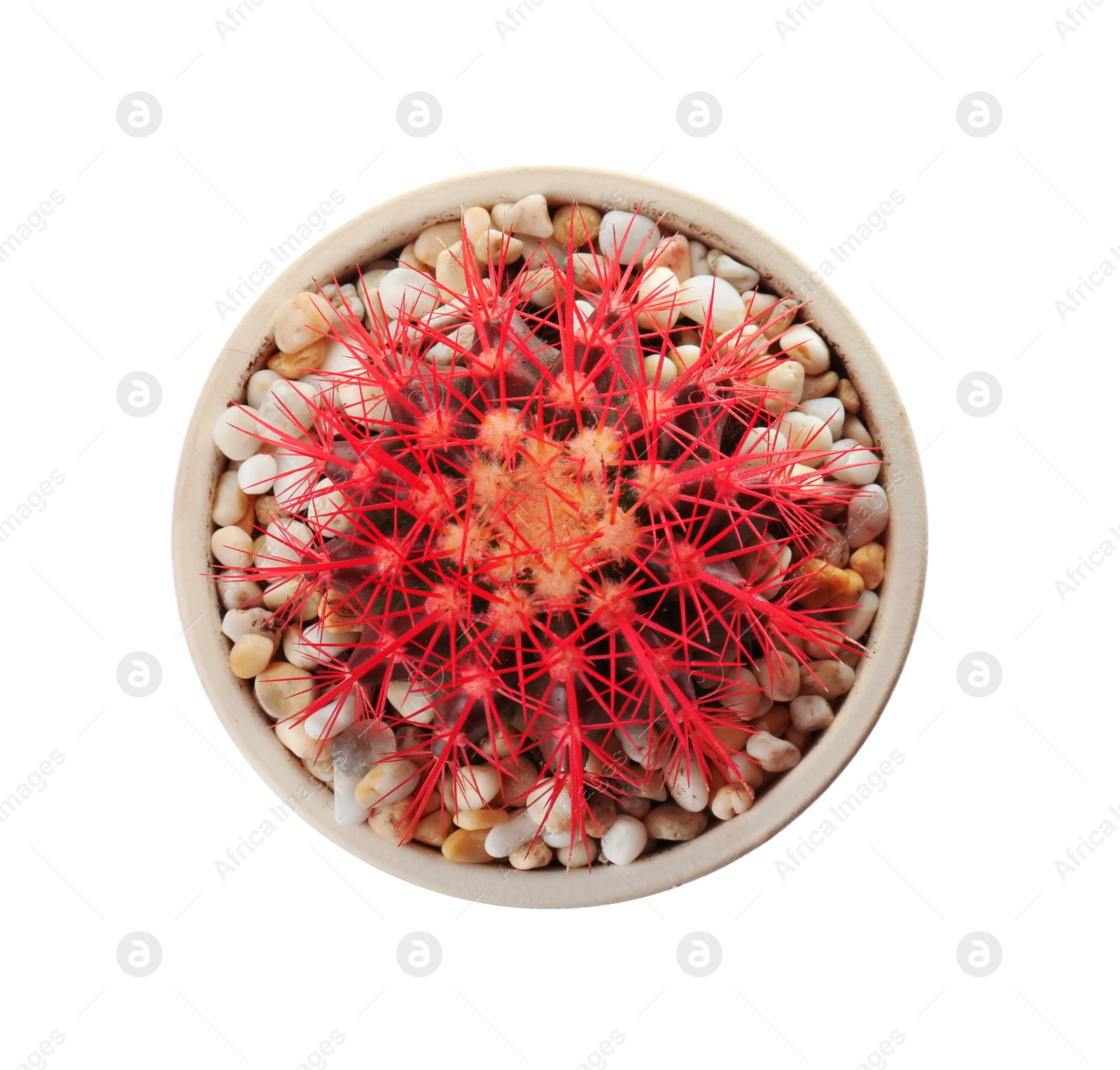 Photo of Beautiful cactus on white background, top view