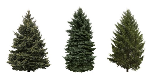 Image of Set with beautiful green coniferous tree on white background. Banner design