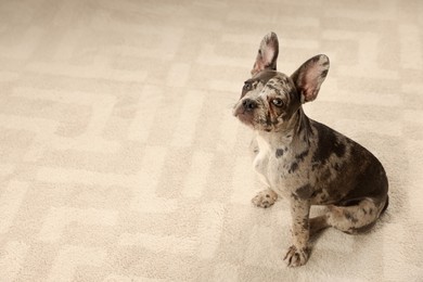 Photo of Cute French Bulldog on floor at home, above view. Space for text