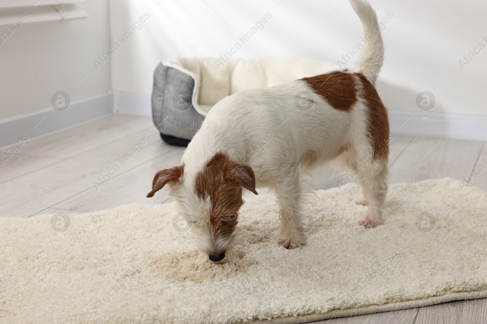 Photo of Cute dog near wet spot on rug indoors