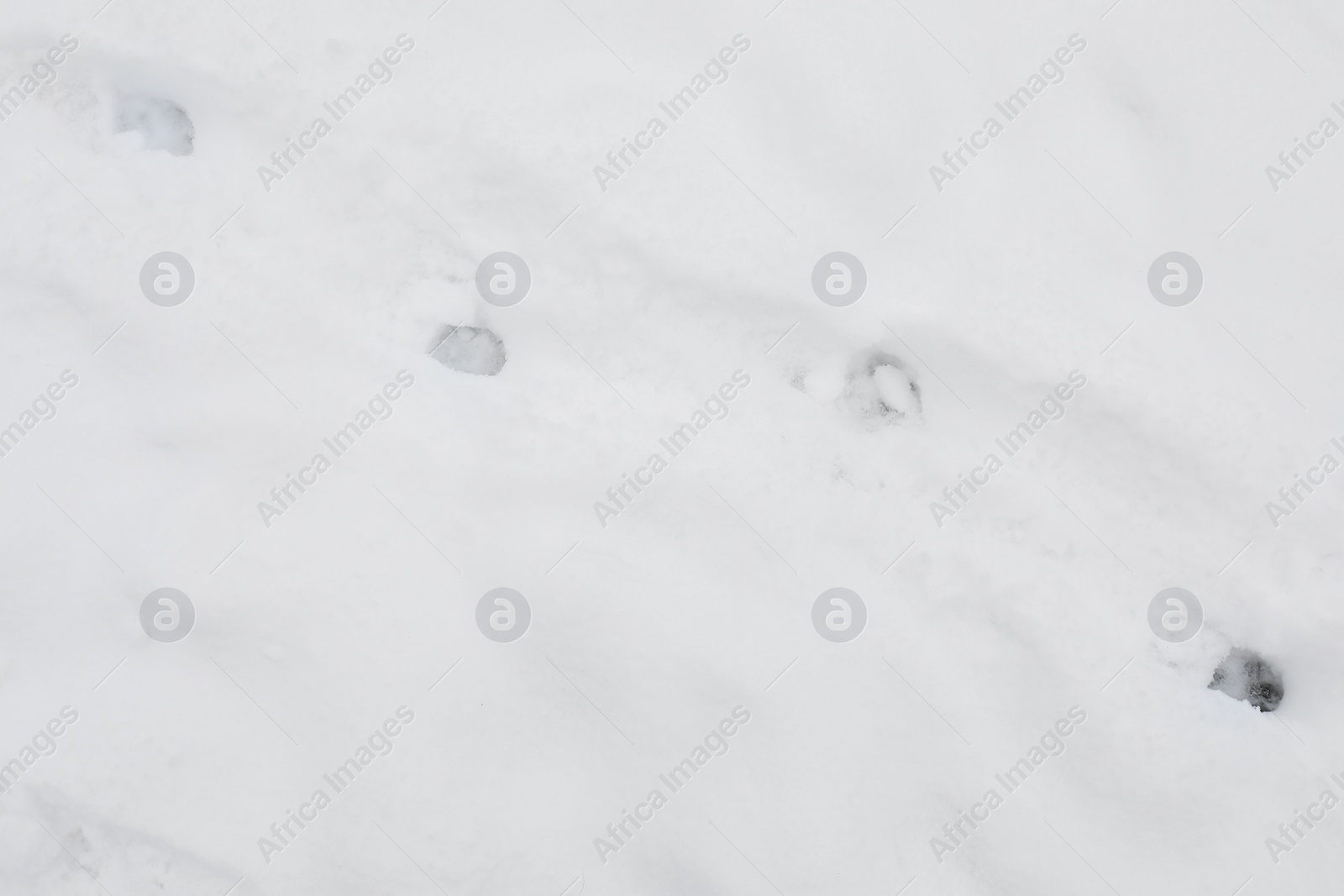 Photo of Animal trails on snow outdoors, top view