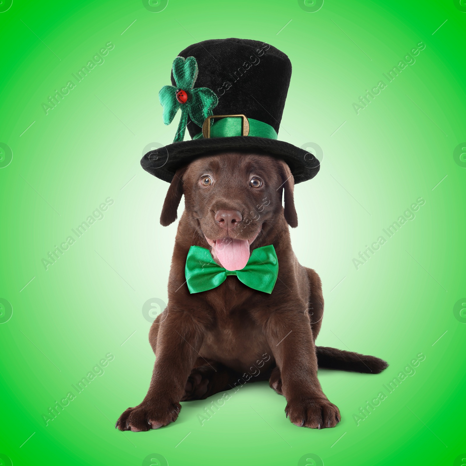 Image of St. Patrick's day celebration. Cute Chocolate Labrador puppy with leprechaun hat and bow tie on green background