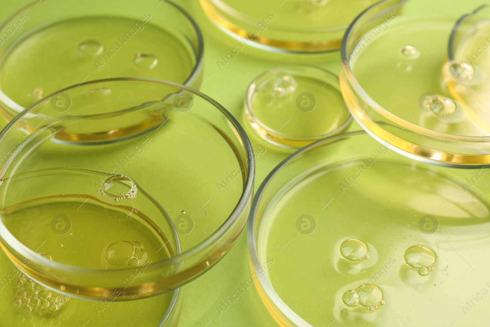 Photo of Petri dishes with liquid samples on green background, closeup