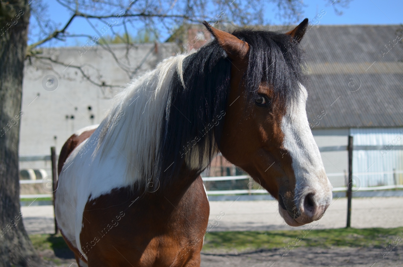Photo of Beautiful horse at ranch on sunny day