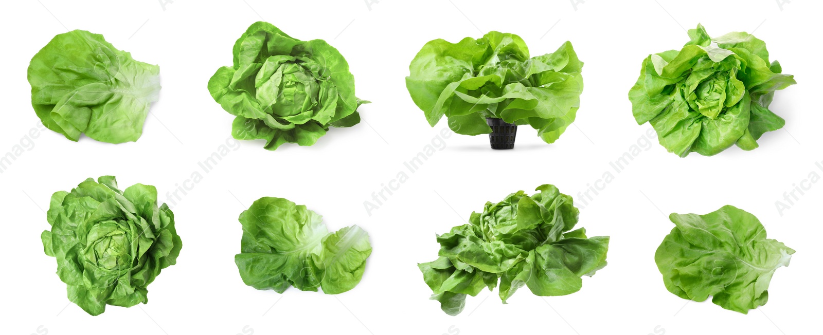 Image of Set of fresh butterhead lettuce on white background, different views