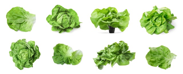 Set of fresh butterhead lettuce on white background, different views